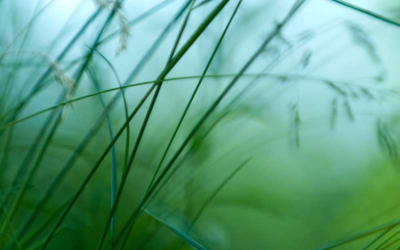 Grass Nature Wallpaper