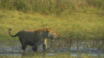 The Last Lions