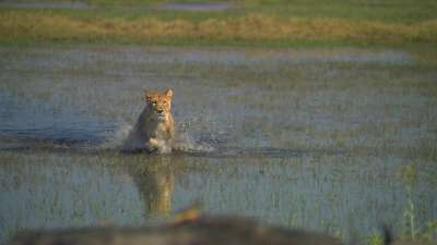 The Last Lions