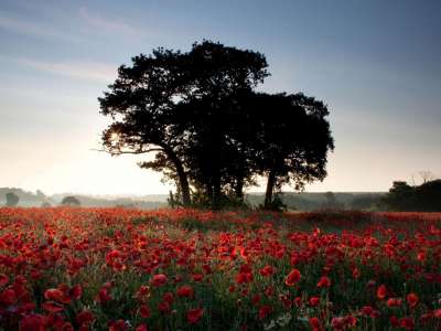 Nature And Summer Time