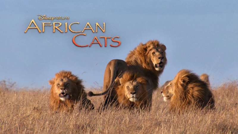 African Cats Wallpaper