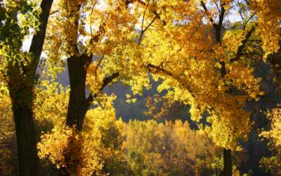 Autumn Time In Nature