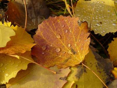 Autumn Time In Nature