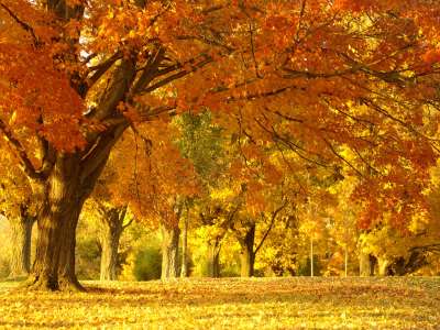 Autumn Time In Nature