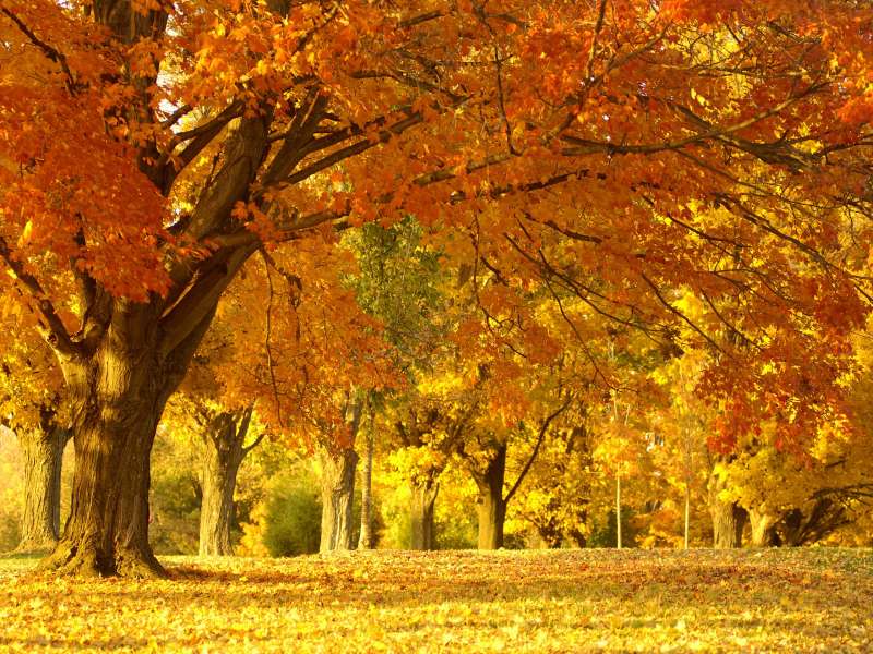 Autumn Time In Nature Wallpaper