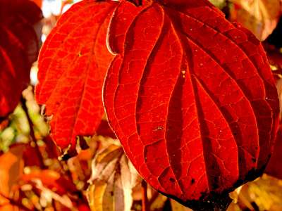 Autumn Time In Nature