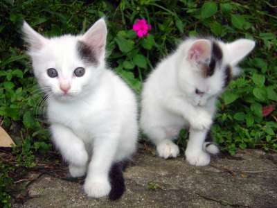 Cute Cats