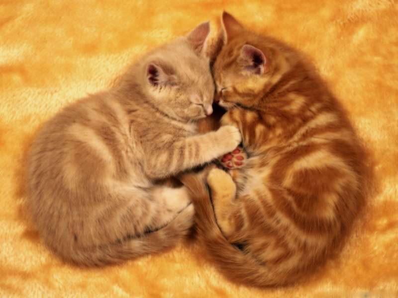 Cute Cats Wallpaper