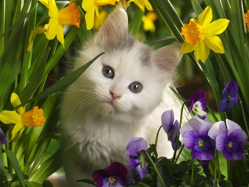 Cute Cats Wallpaper