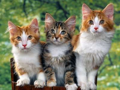 Cute Cats