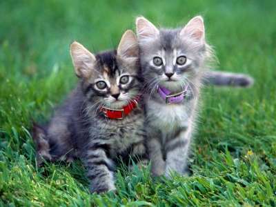 Cute Cats