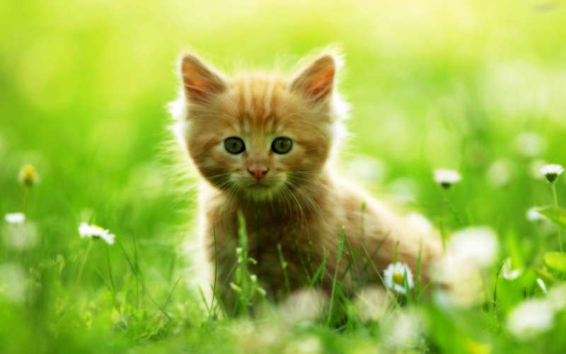 Cute Cats Wallpaper