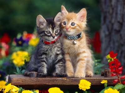 Cute Cats