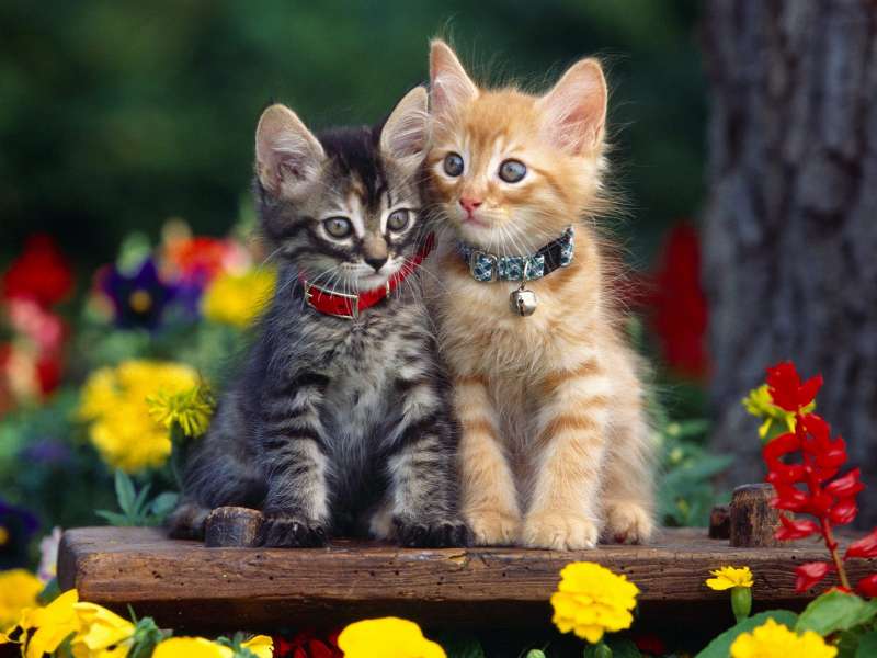 Cute Cats Wallpaper