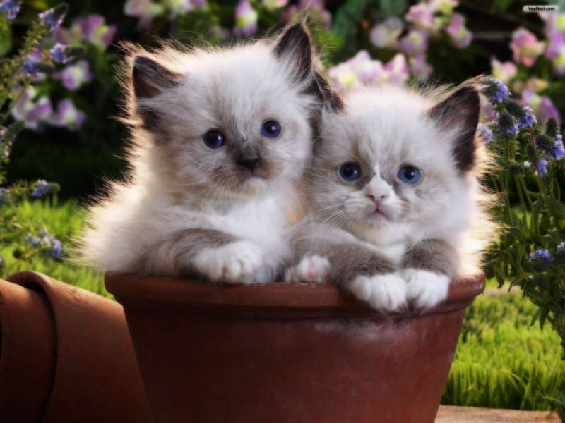 Cute Cats Wallpaper