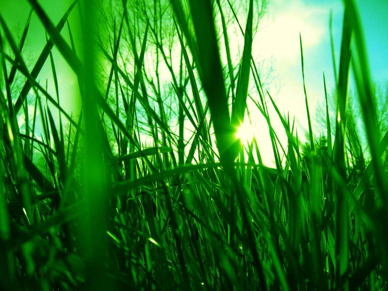 Grass Nature Wallpaper