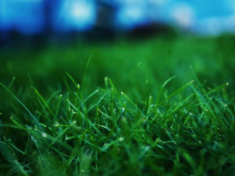 Grass Nature Wallpaper