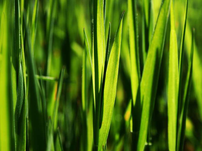 Grass Nature Wallpaper