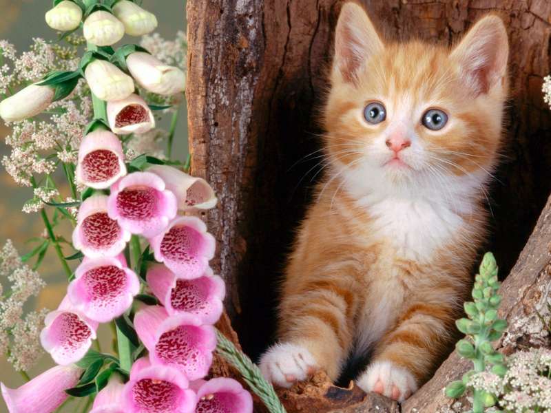 Ginger Cat And Foxgloves Wallpaper