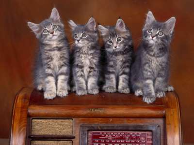 Coon Kittens