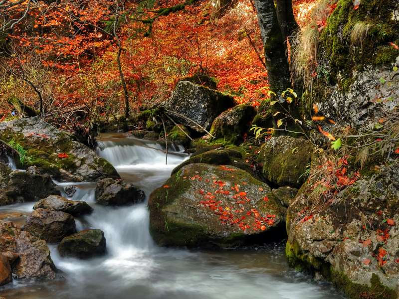Autumn Time In Nature Wallpaper